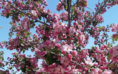 When there is no observer